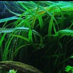 Tiêu thảo lá dài balansae 