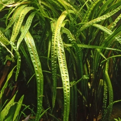 Tiêu thảo lá dài balansae 