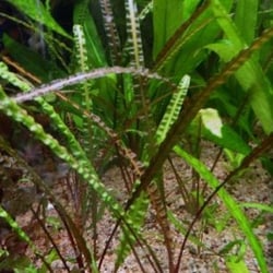 Tiêu thảo lá dài balansae 