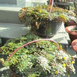 Ấu thái thuỷ sinh