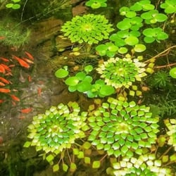 Ấu thái thuỷ sinh