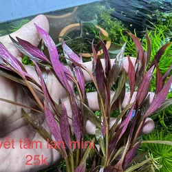 Huyết tâm lan mini