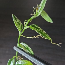 Cây ráy dây leo thủy sinh
