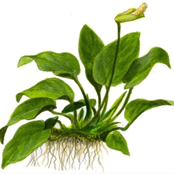 Ráy lá to thủy sinh