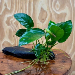 Ráy lá to thủy sinh