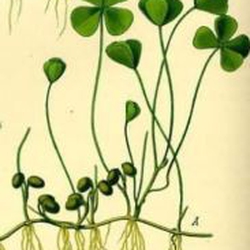 Cỏ bợ 4 lá thủy sinh