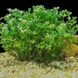 Cỏ bợ 4 lá thủy sinh