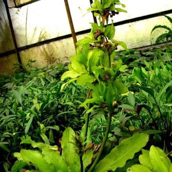 Cây Hoàng Quân Thủy Sinh (Trầu Hoàng Quân) - Cây Hậu Cảnh Không Cần CO2