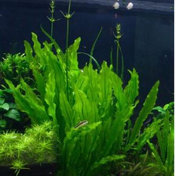 Cây Hoàng Quân Thủy Sinh (Trầu Hoàng Quân) - Cây Hậu Cảnh Không Cần CO2