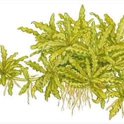 Cây sao nhỏ thủy sinh