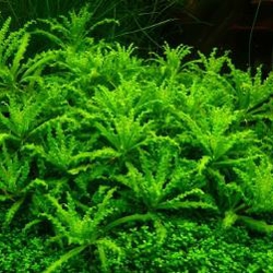 Cây sao nhỏ thủy sinh