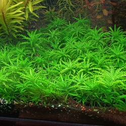 Cây sao nhỏ thủy sinh