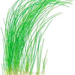 Ngưu mao chiên cao ada