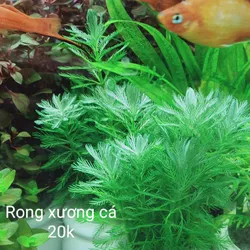 Rong xương cá