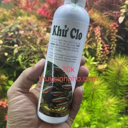 Khử clo hồ cá 