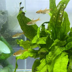Ember tetra