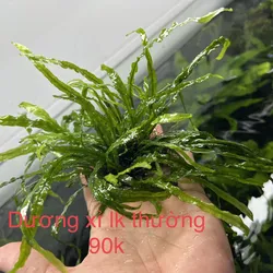 Dương Xỉ Lá Kim 