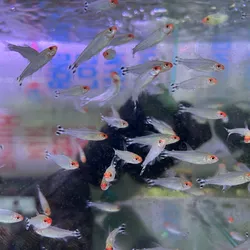 Sóc đầu đỏ