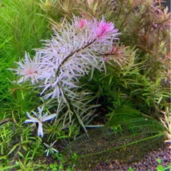 Bạch thái dương