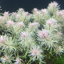 Bạch thái dương