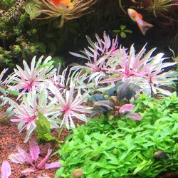 Bạch thái dương