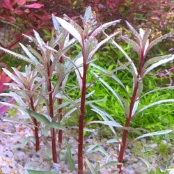 Bạch thái dương