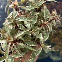 Bạch thái dương