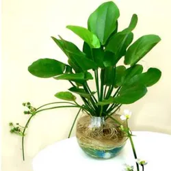 Lan nước thủy sinh