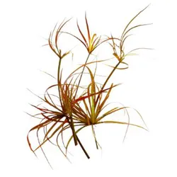 Cỏ bắp mỹ