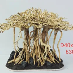 Bonsai Cây Đa Lũa Thủy Sinh 40cm