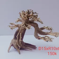 Bonsai Lũa Thủy Sinh 15cm