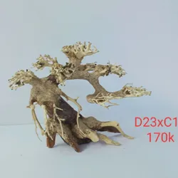 Bonsai Lũa Thủy Sinh 23cm