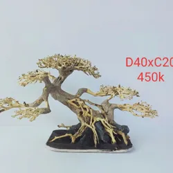 Bonsai Lũa Thủy Sinh 40cm