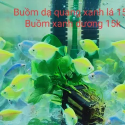 Buồm dạ quang