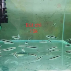 Bút Chì