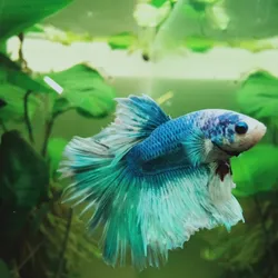 Cá Betta
