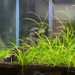 Cỏ Thìa Thủy Sinh - Cây Trải Nền, Bò Nền Đẹp Không Cần CO2