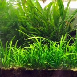 Cỏ Thìa Thủy Sinh - Cây Trải Nền, Bò Nền Đẹp Không Cần CO2