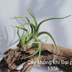 Cây Không Khí Đại Phú