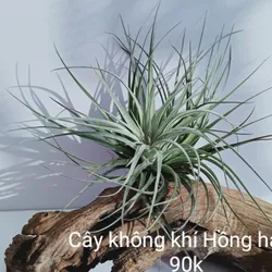 Cây Không Khí Hồng Hạnh