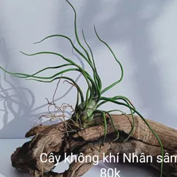 Cây Không Khí Nhân Sâm