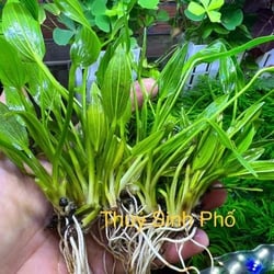 Cây Lan Nước Thủy Sinh - Cây Hậu Cảnh Đẹp Không Cần Phân Nền