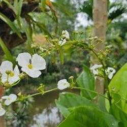 Cây Lan Nước Thủy Sinh - Cây Hậu Cảnh Đẹp Không Cần Phân Nền