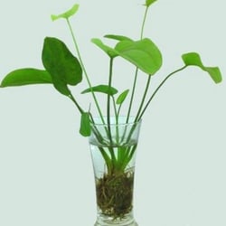 Cây Lan Nước Thủy Sinh - Cây Hậu Cảnh Đẹp Không Cần Phân Nền