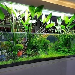 Cây Lan Nước Thủy Sinh - Cây Hậu Cảnh Đẹp Không Cần Phân Nền