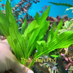 Cây Lưỡi Mèo Thủy Sinh (Echinodorus) - Cây Hậu Cảnh Đẹp Siêu Bền