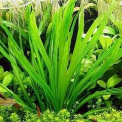 Cây Lưỡi Mèo Thủy Sinh (Echinodorus) - Cây Hậu Cảnh Đẹp Siêu Bền