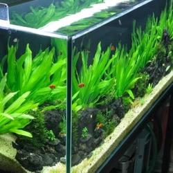 Cây Lưỡi Mèo Thủy Sinh (Echinodorus) - Cây Hậu Cảnh Đẹp Siêu Bền