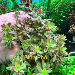 Cây Ngỗ Tím Mini Thủy Sinh - Cây Cắt Cắm Trung Cảnh Đẹp, Lạ