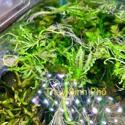 Cây Sao Nhỏ Thủy Sinh (Pogostemon Helferi) - Cây Tiền Cảnh Đẹp Độc Lạ